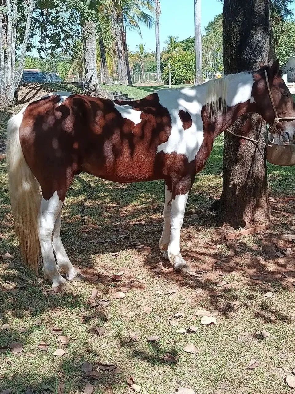 cavalo 