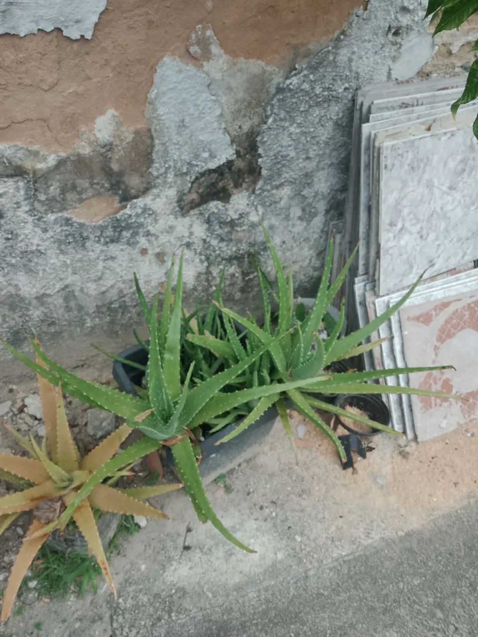 Plantas babosa  - Foto 4
