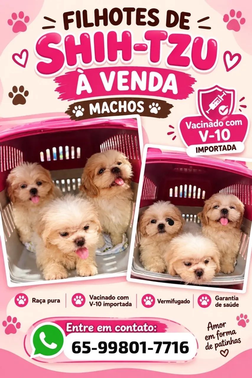 Shih tzu macho 