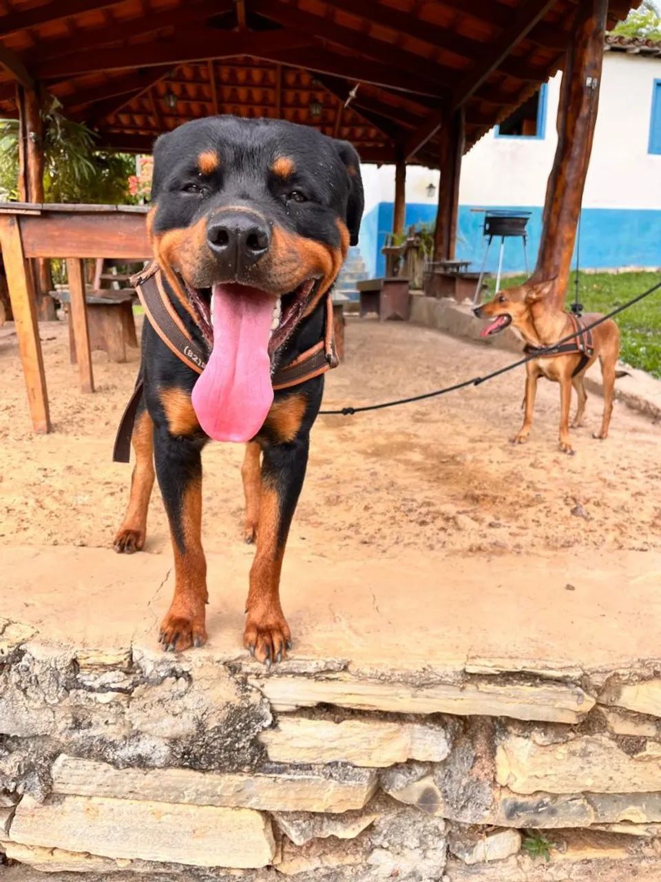 Procuro uma namorada  - Foto 3
