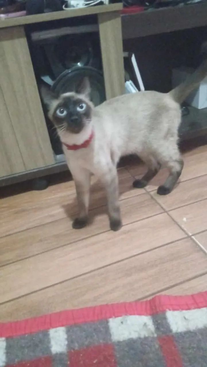 Gato siamês macho  - Foto 5