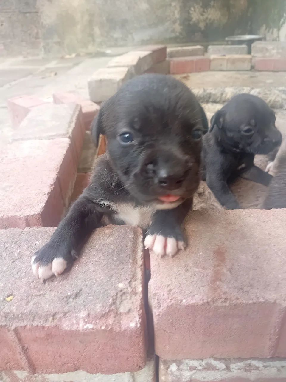 Pitbull monster  - Foto 4