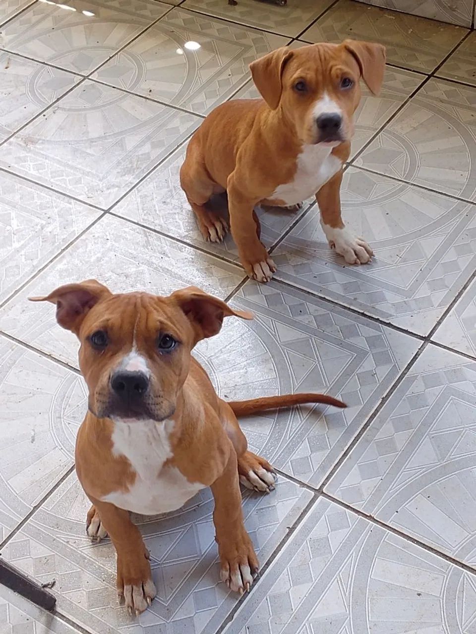 Cachorro  - Foto 4