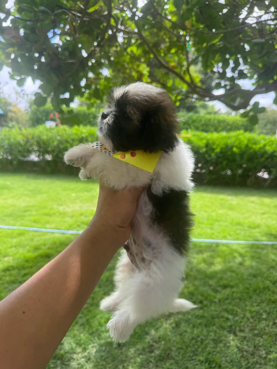 Lhasa Apso - Foto 3