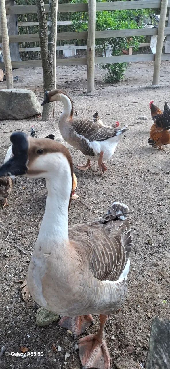 Gansos africanos!!! - Foto 2