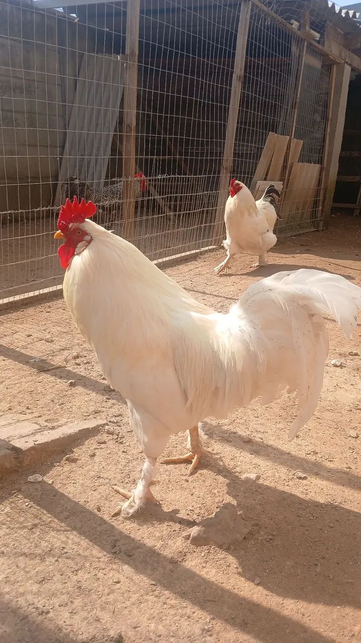 Brahma light - Foto 3