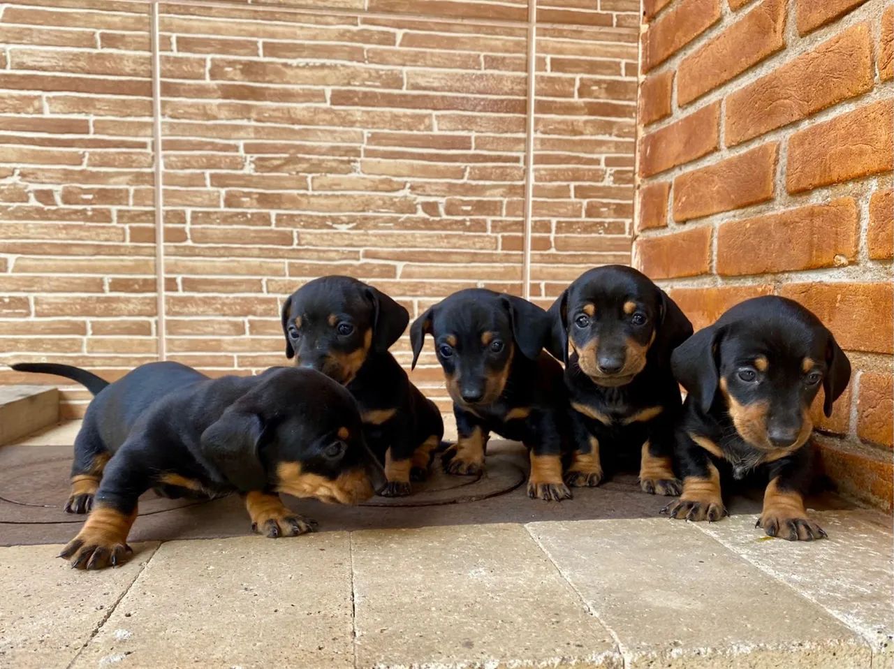 Dachshund mini Alerquim filhotes - - Foto 2