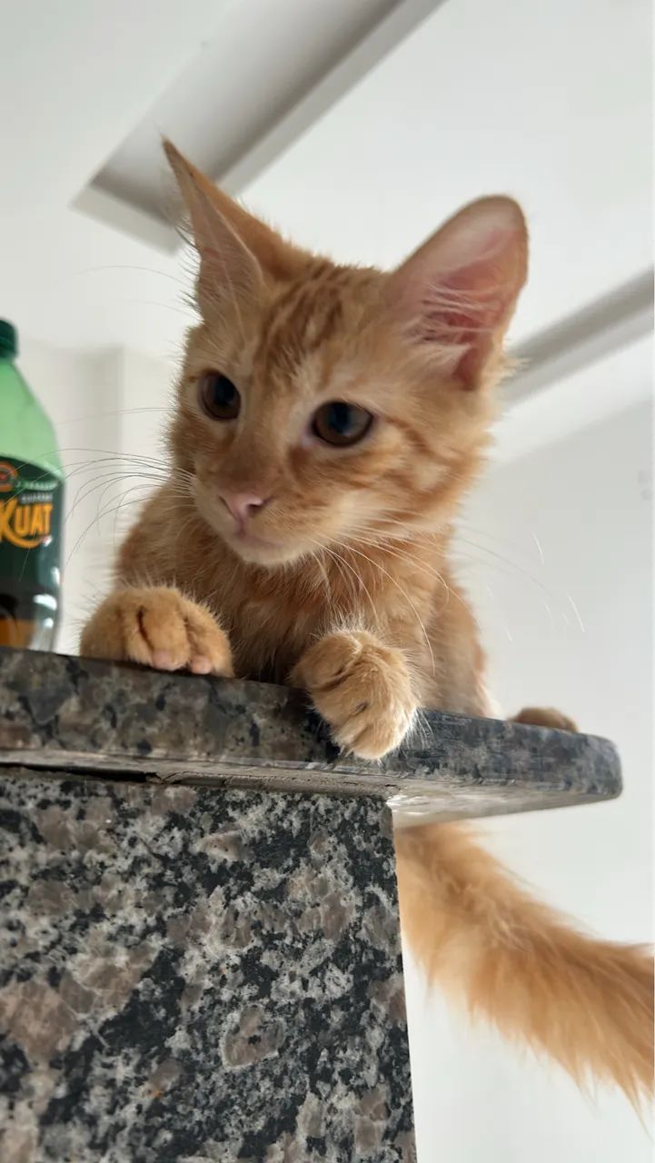 Doação gato - Foto 2