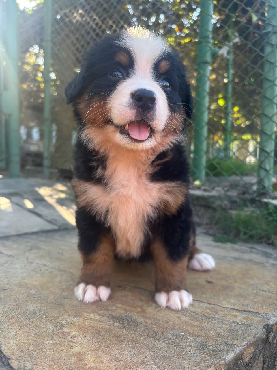 Bernese filhote  - Foto 3