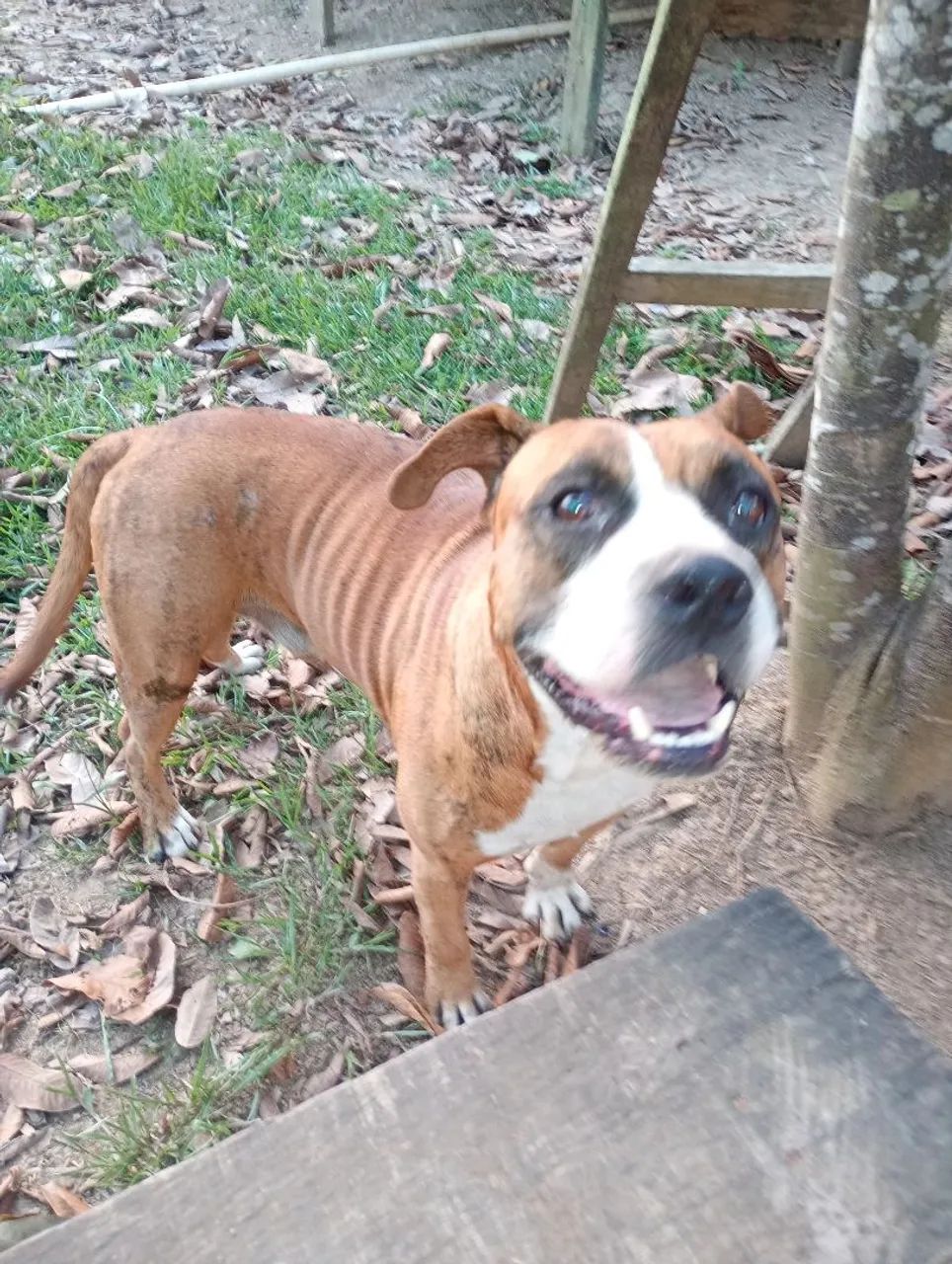 Cachorro