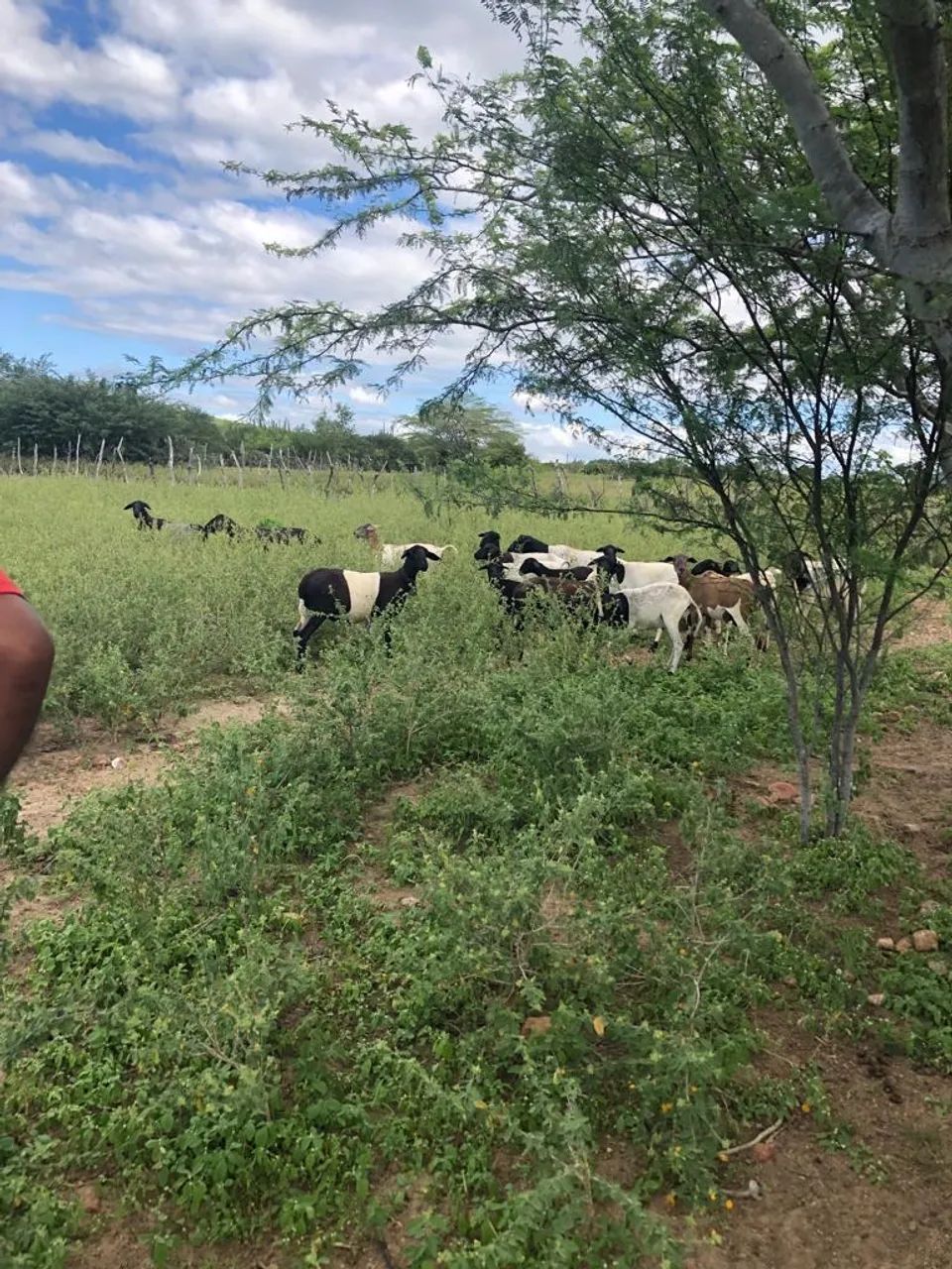 Sítio 19 hectares em Solânea  - Foto 2