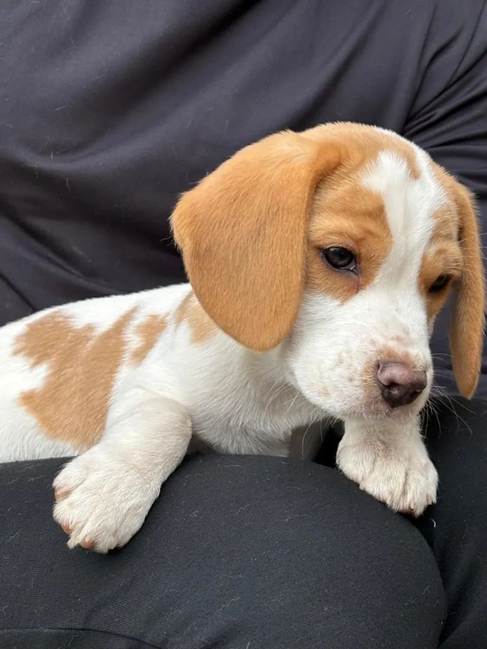 Beagle