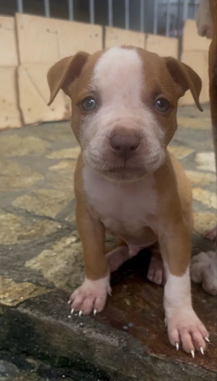 American pit bull terrier - Foto 4