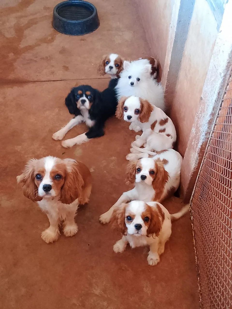 Cavalier disponível  - Foto 4