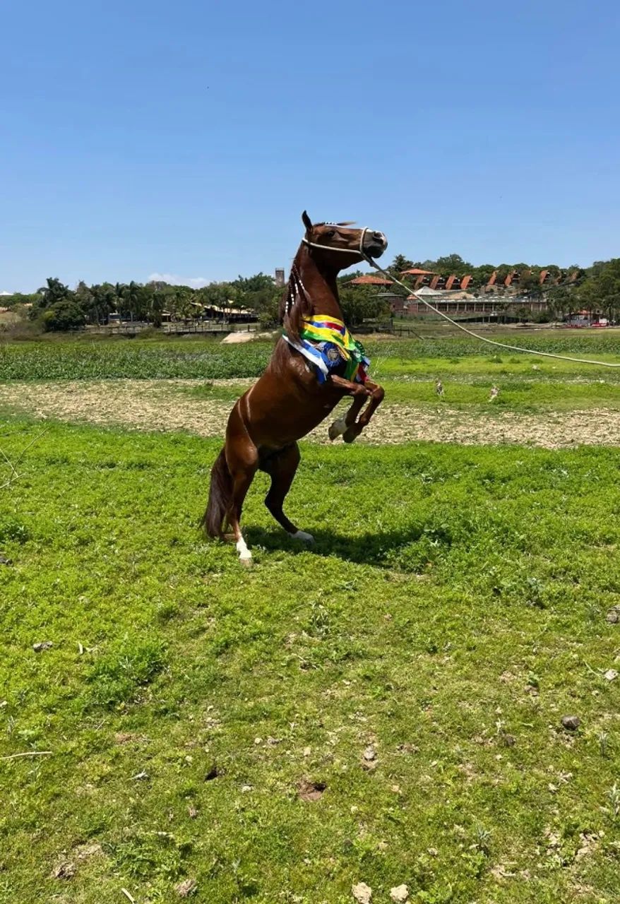 Cavalo piquira - Foto 2