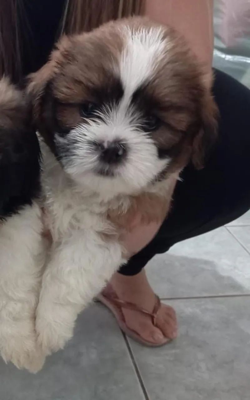 Shih tzu Linda 