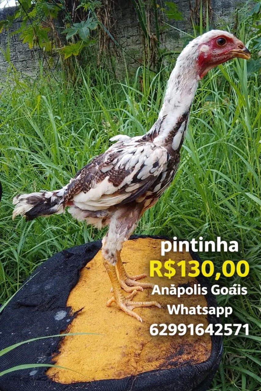 Índio gigante 