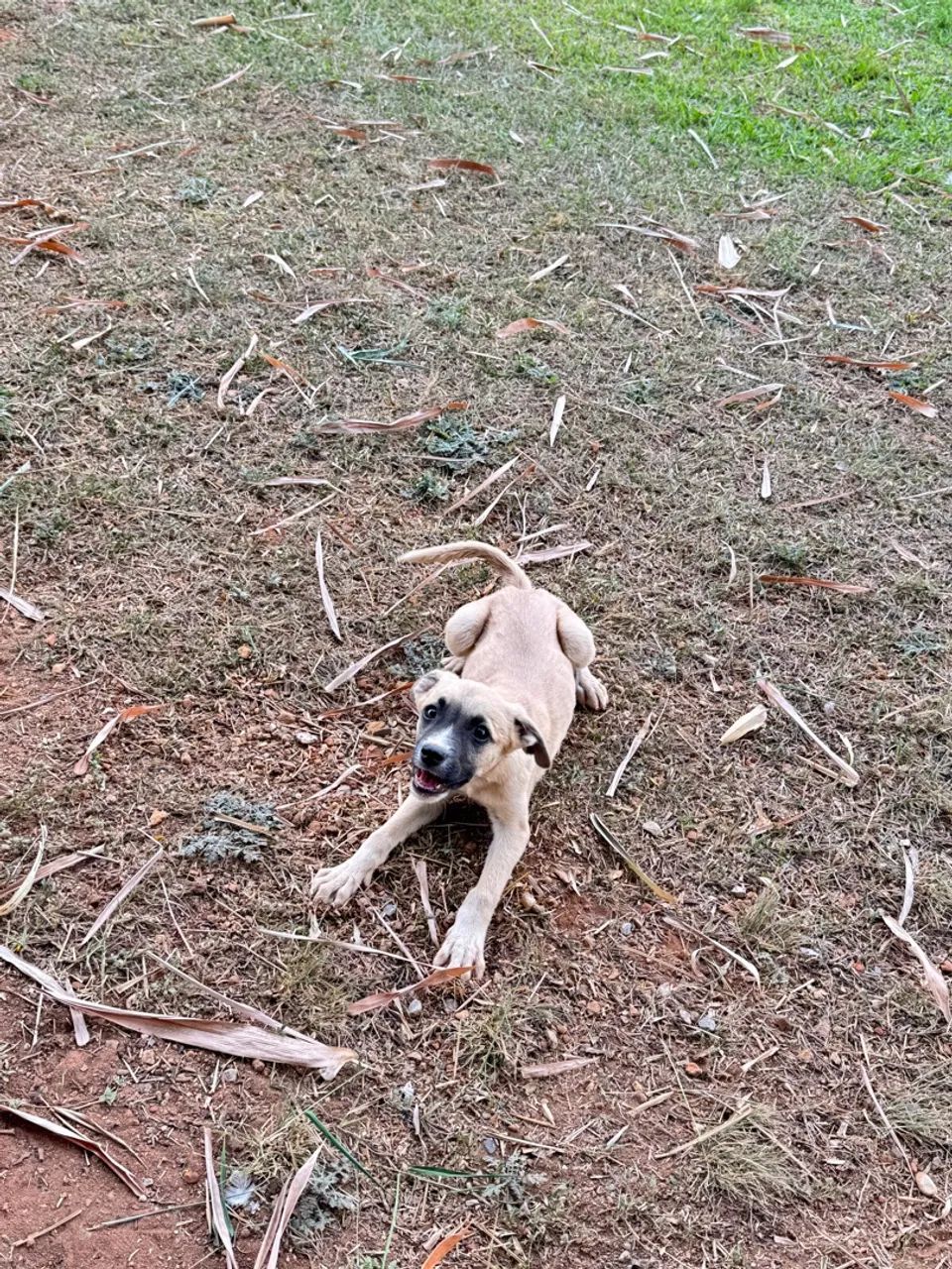 Animais  - Foto 5