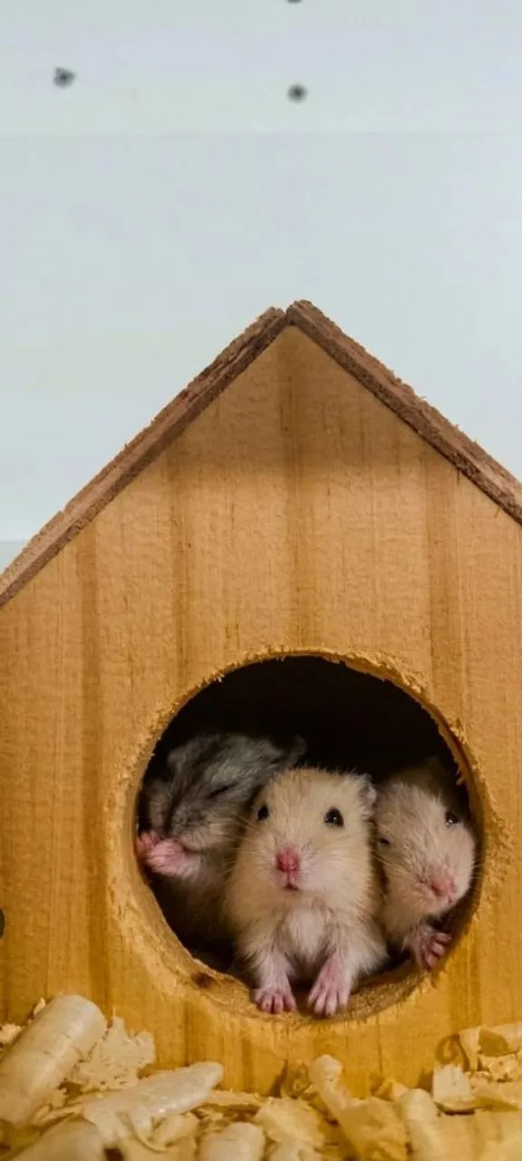 Hamster anão russo - Foto 4