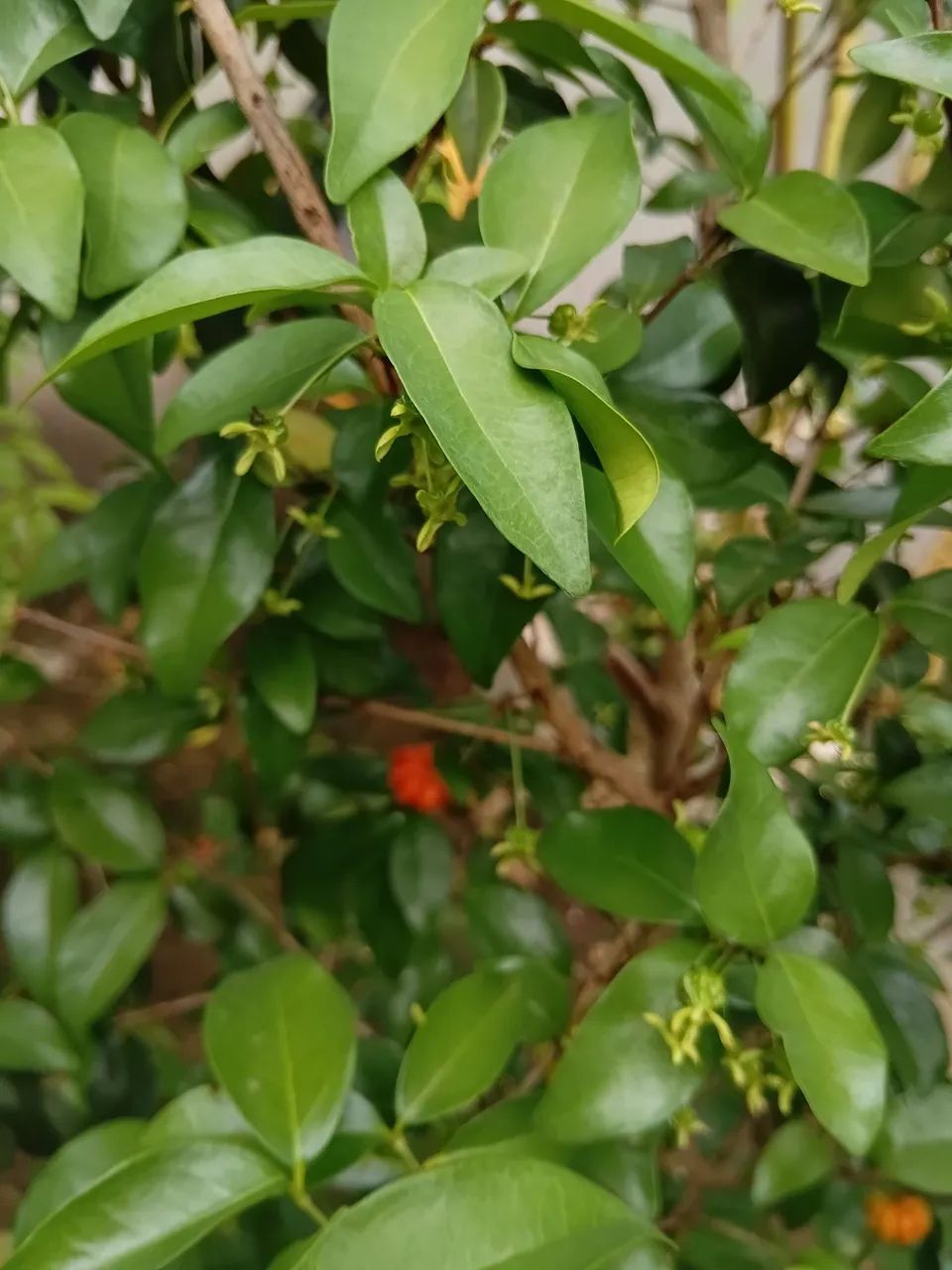 Mudas de pitanga 