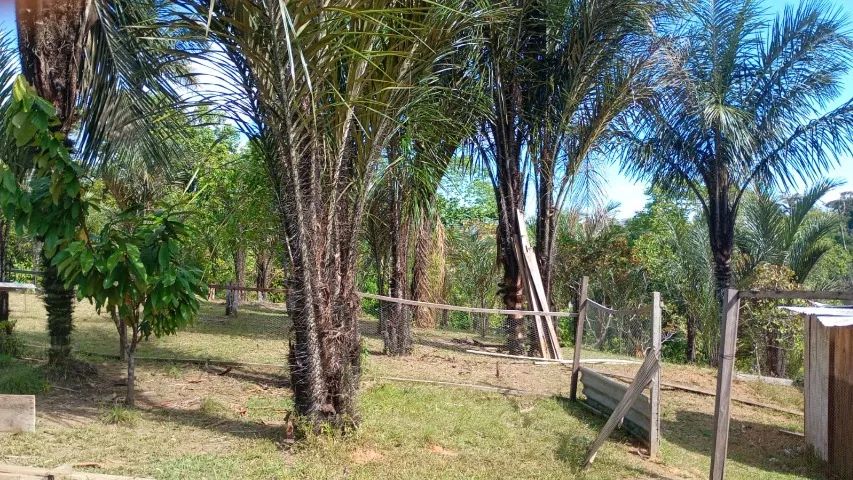 SITIO NA COMUNIDADE JERUSALEM - RIO NEGRO - MIPINDIAU - Foto 4