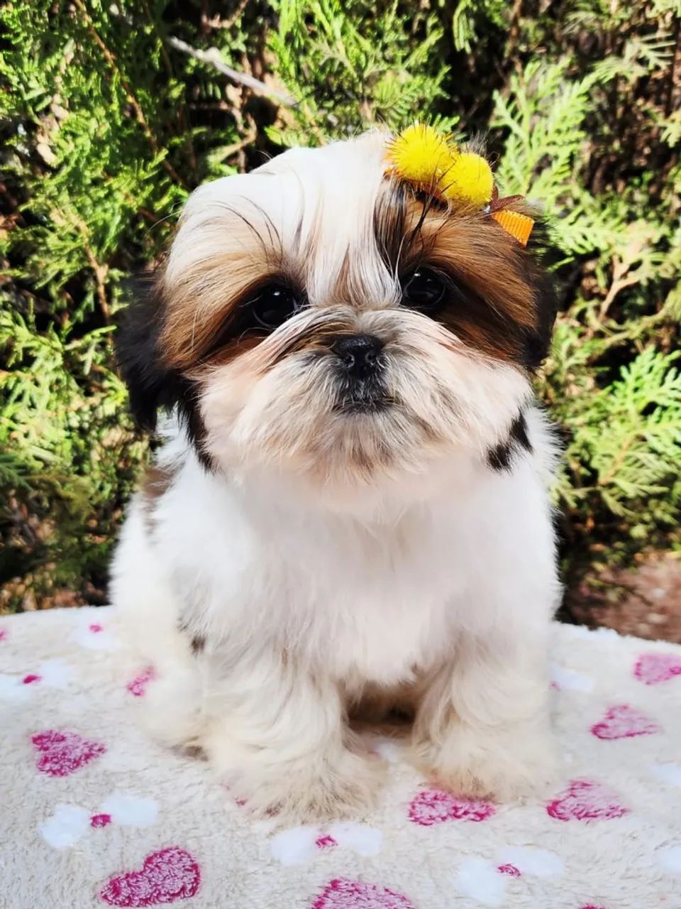Fêmeas de Shih Tzu a pronta entrega 