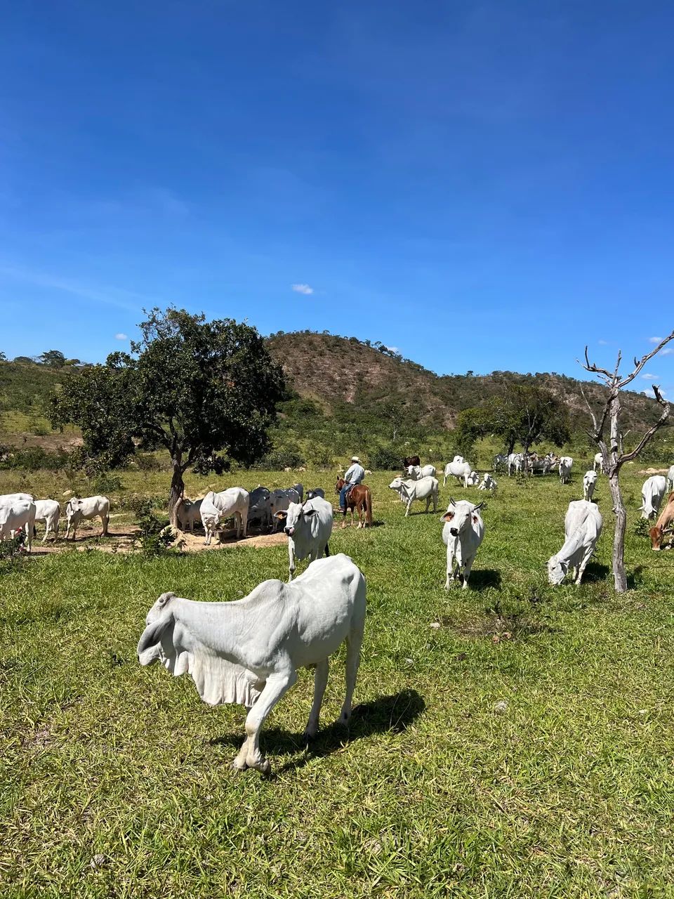 Fazenda Produtiva - Foto 5
