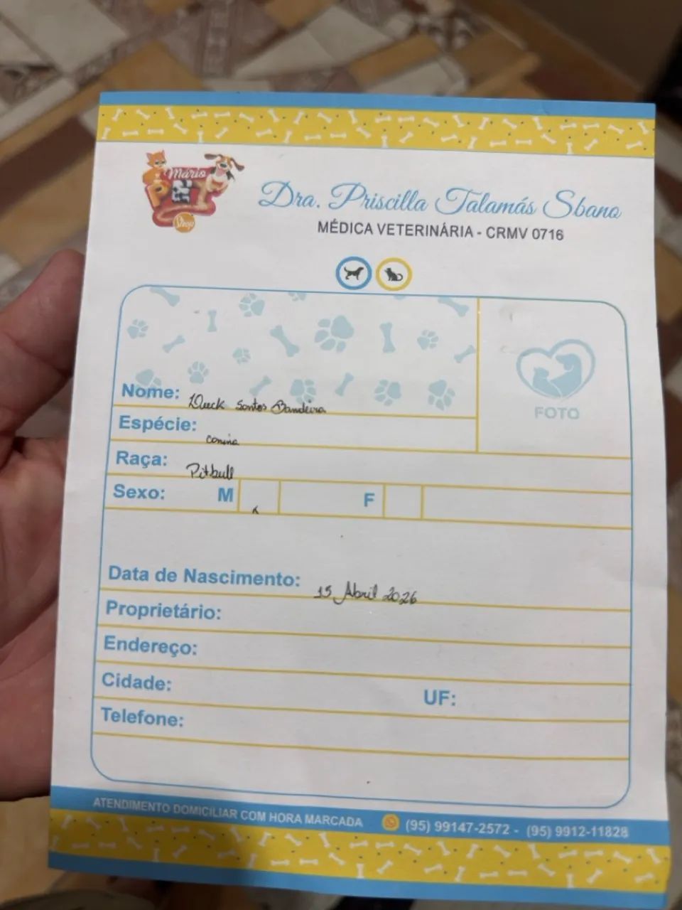 Vende-se PItabull com 6 meses j - Foto 2