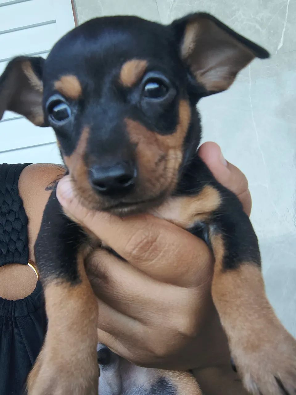 Pinscher 