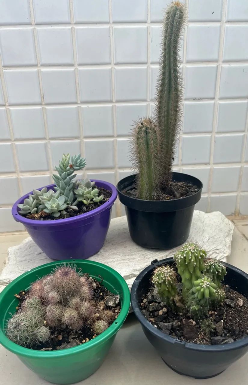 Kit Cactos/Suculenta(4 Itens) - Foto 5