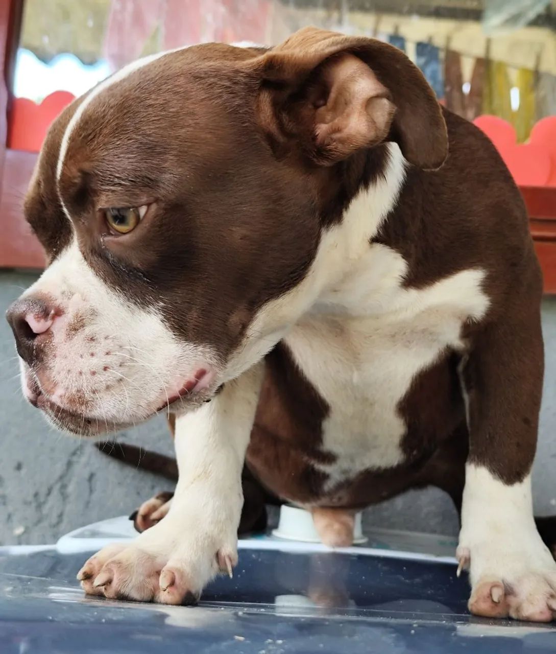 American Bully - Foto 5
