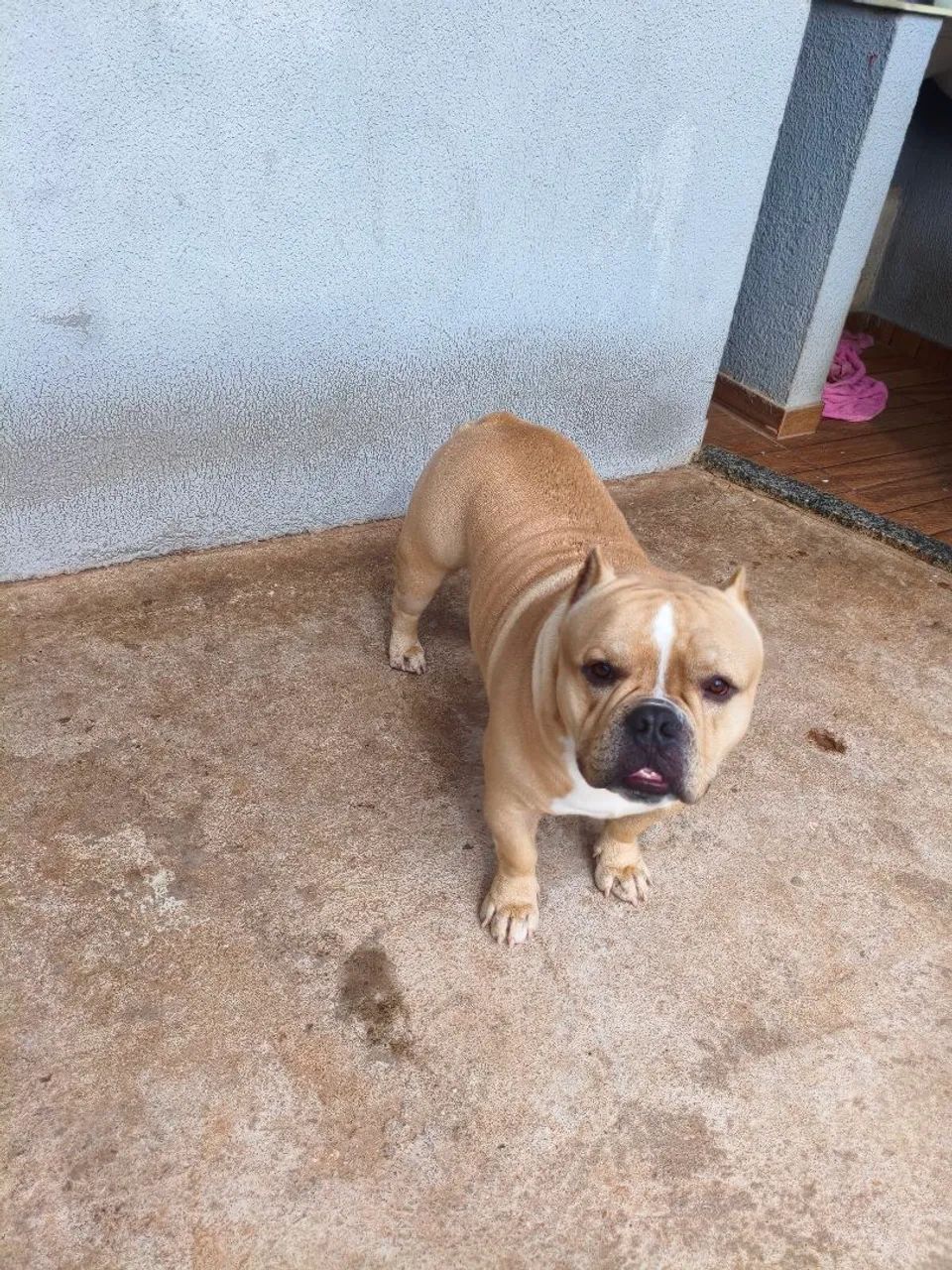 Pet  - Foto 3