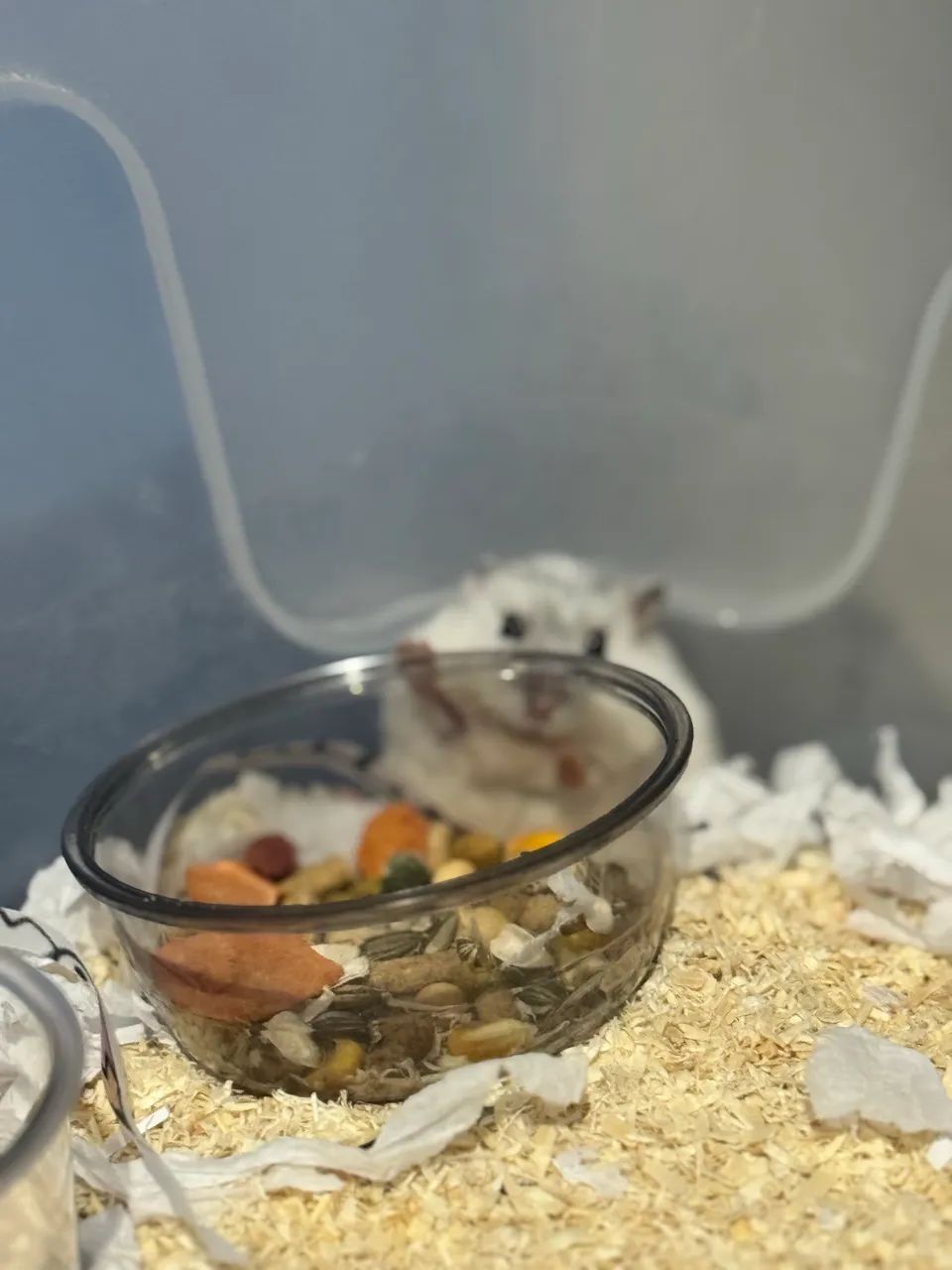 Hamster anao russo 45,00 - Foto 4