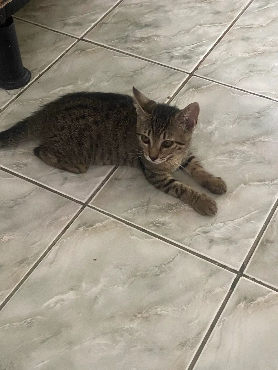 Gato