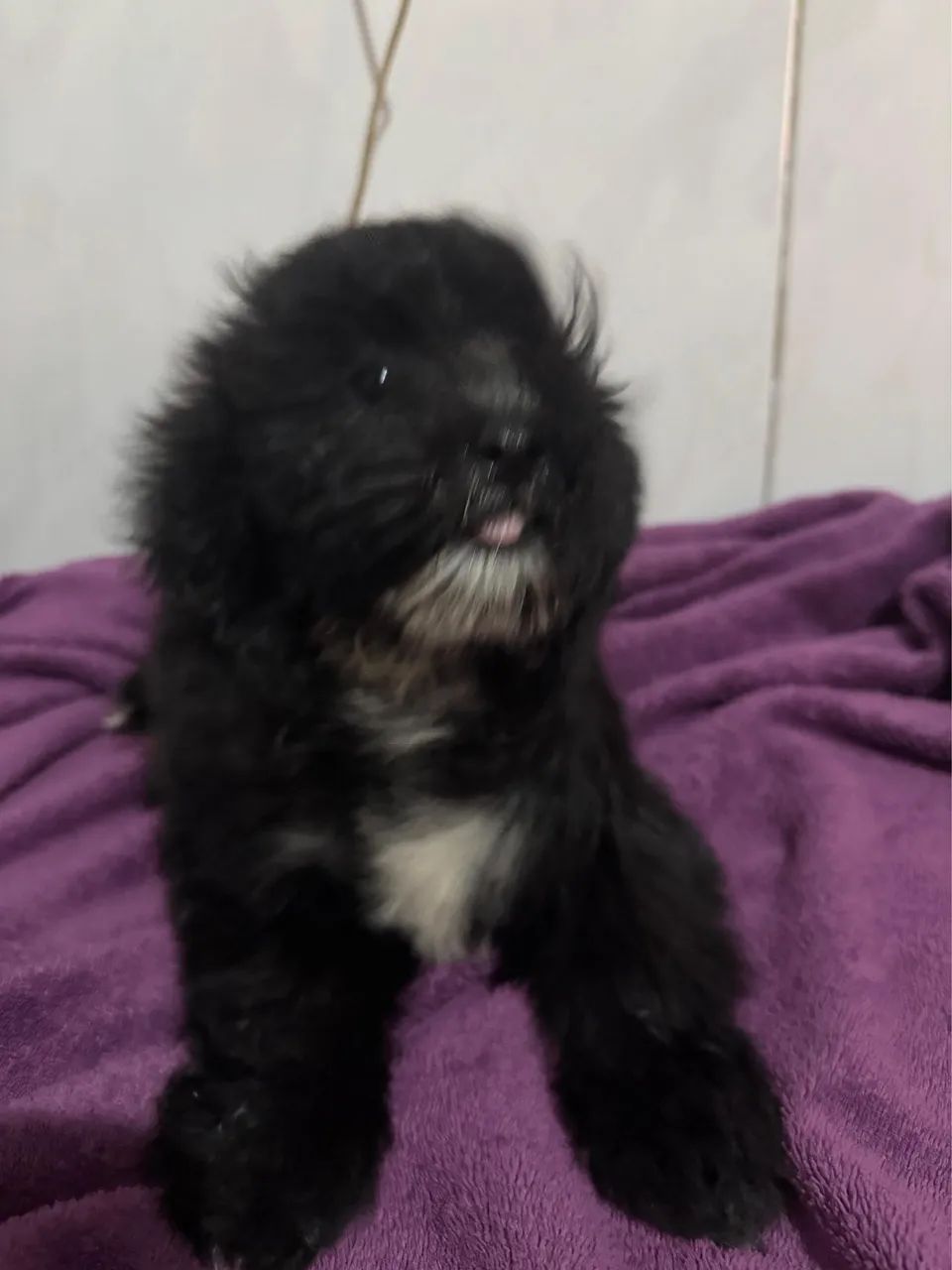 Filhote Macho de Shihtzu com Poodle - Foto 4