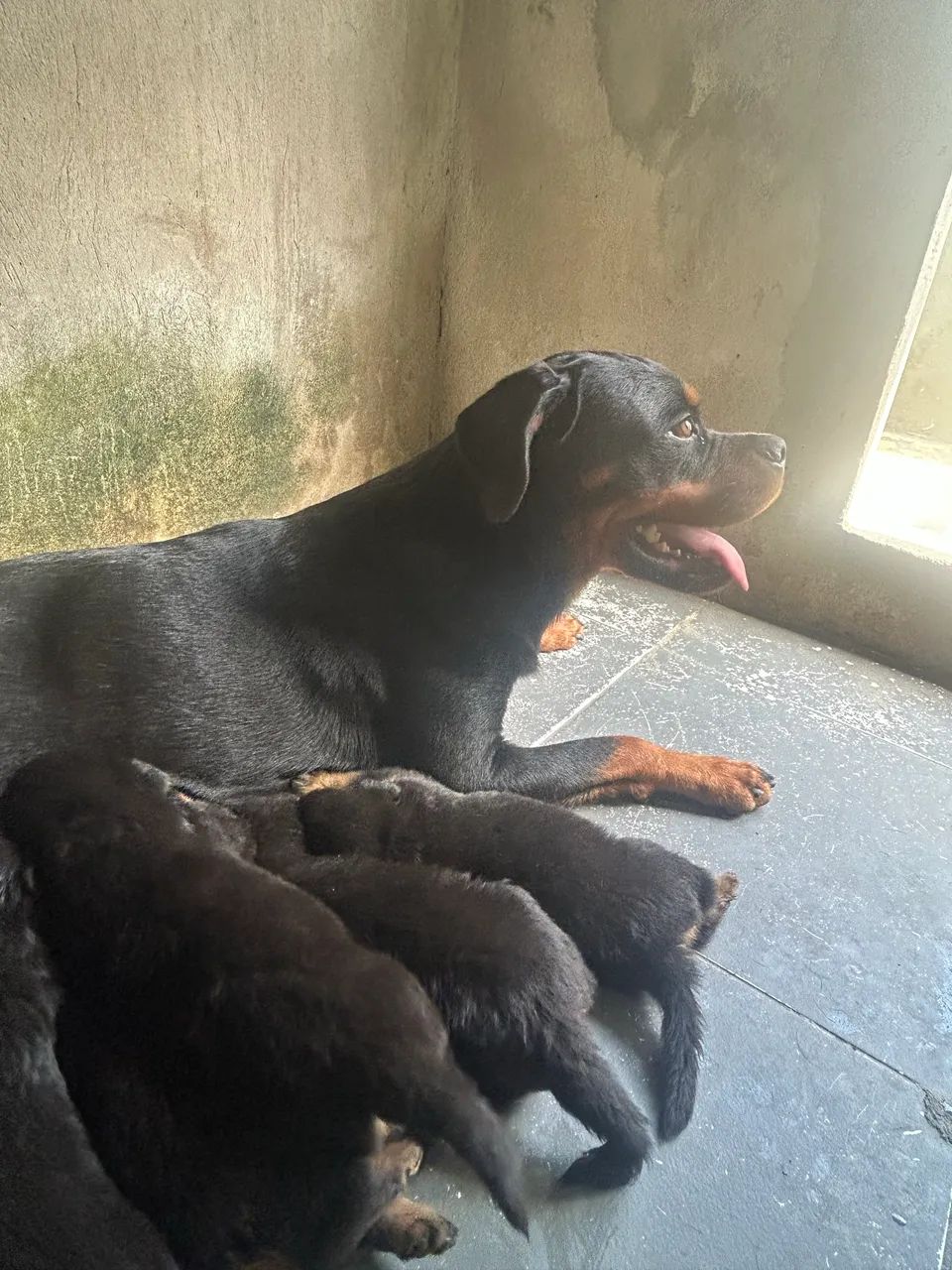 rotweiller filhotes  - Foto 4