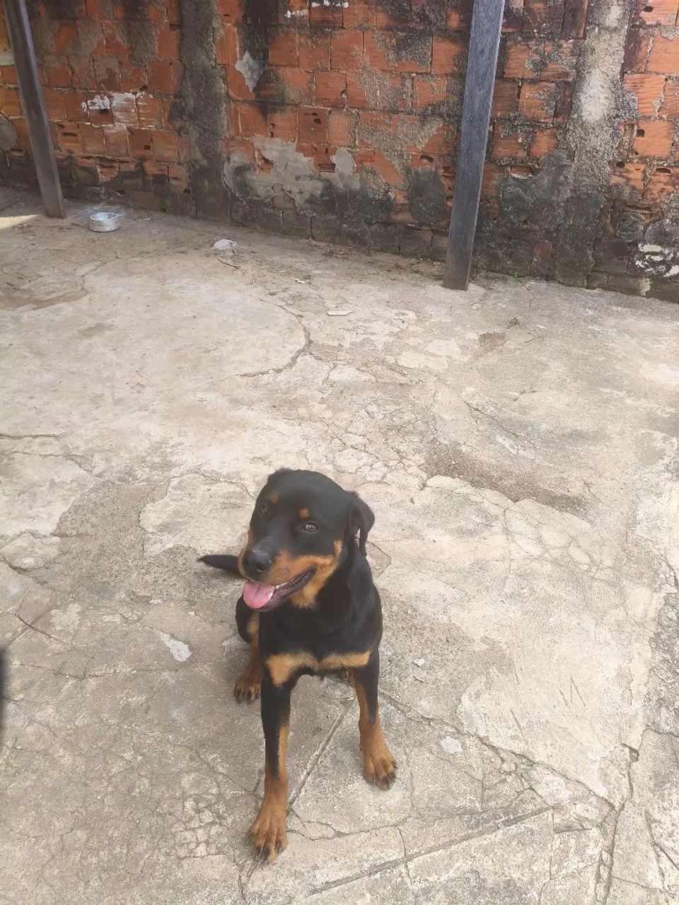 Macho para cruza - Foto 4