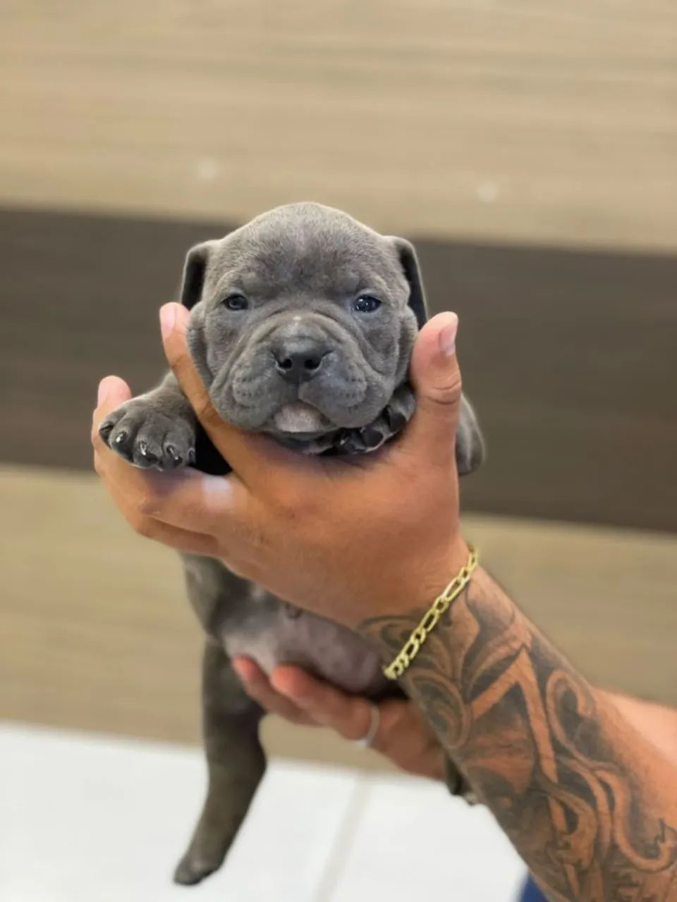 Ninhada American Bully