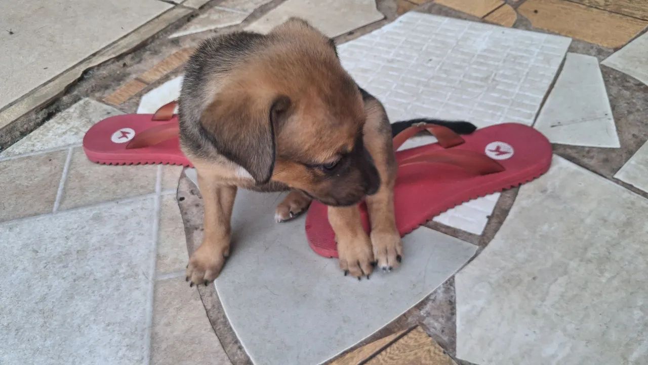 Adoção responsável  - Foto 2