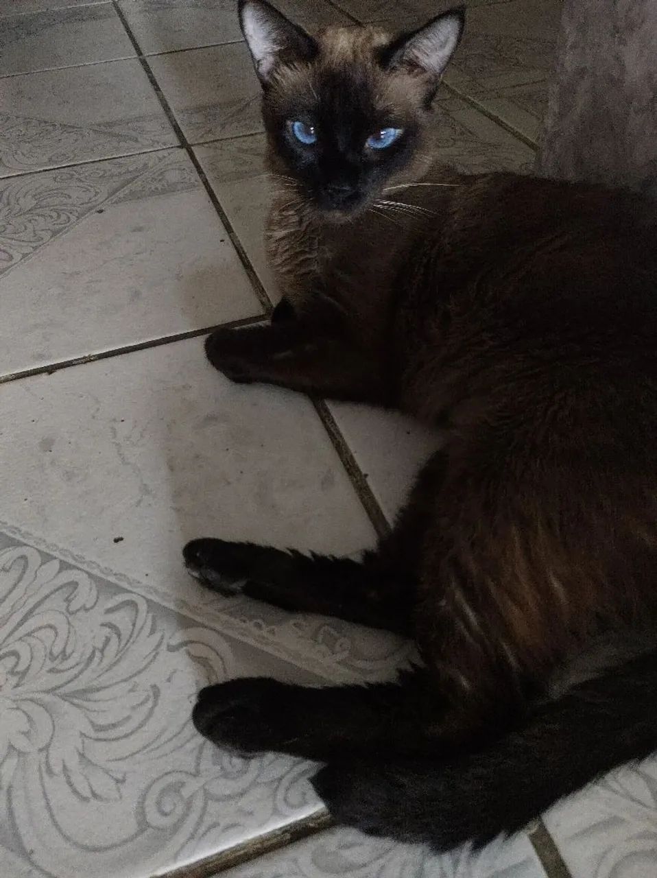 Adoção responsável  - Foto 3