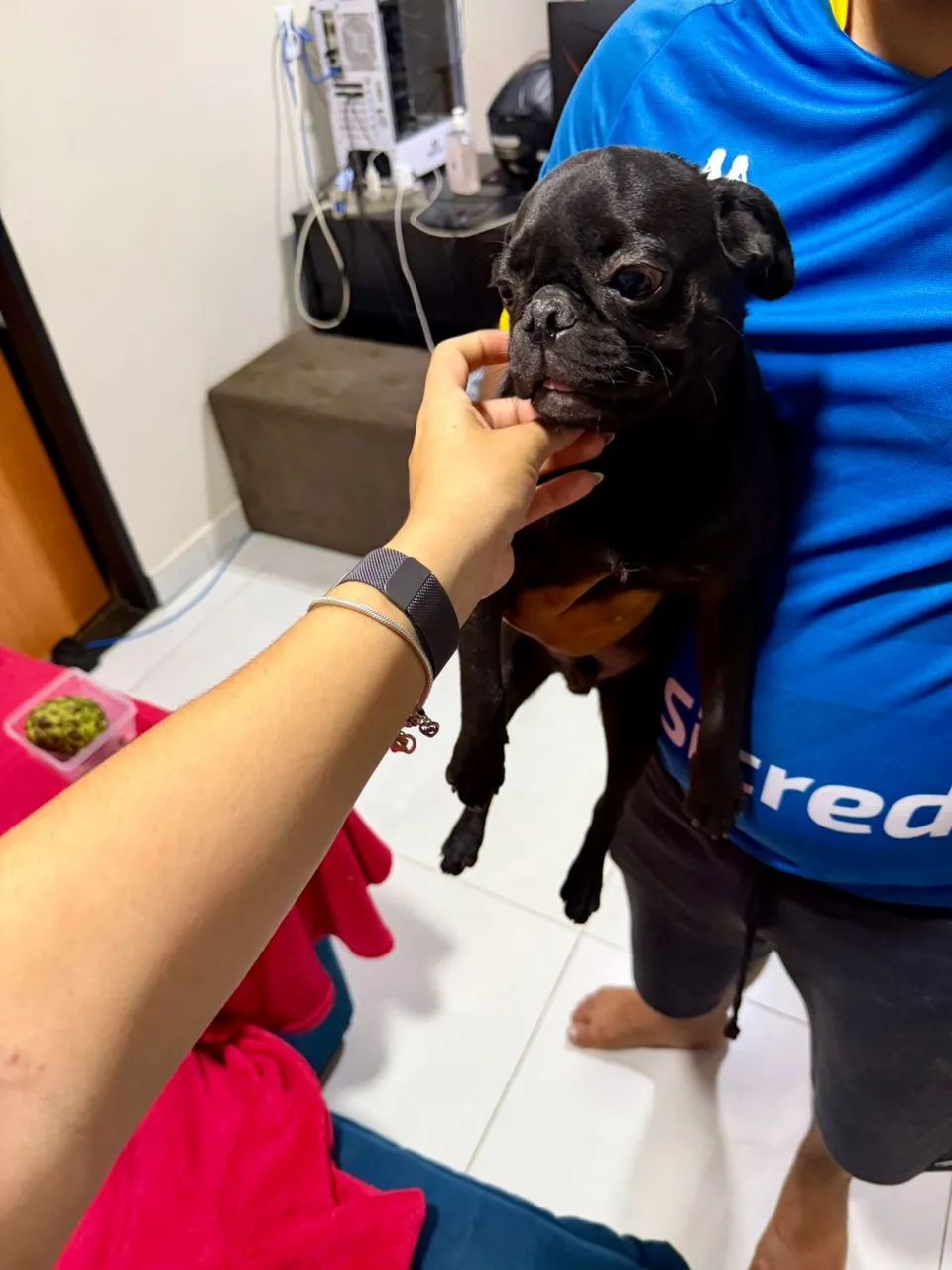 Pug macho original 