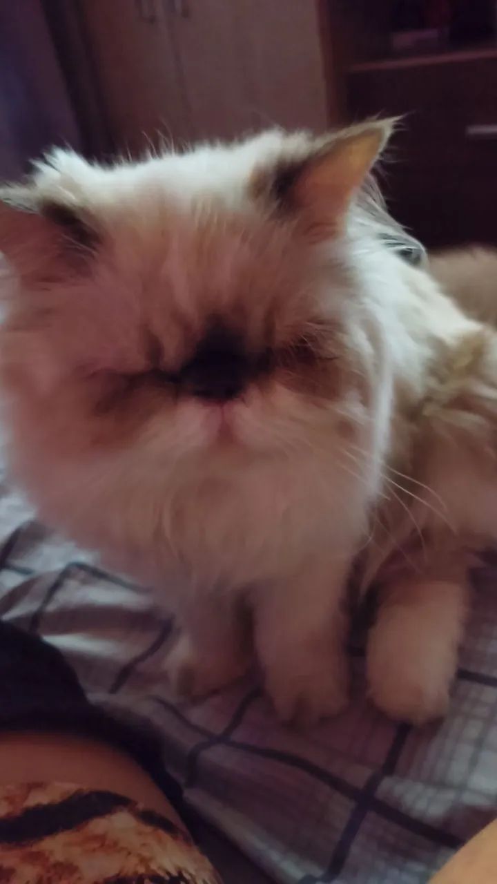 Gato persa macho - Foto 2