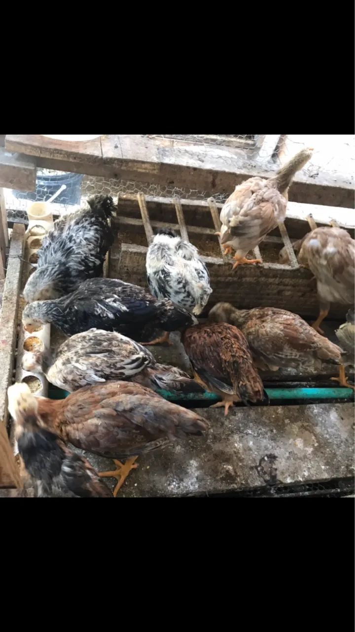 Pintinhos caipiras  - Foto 5