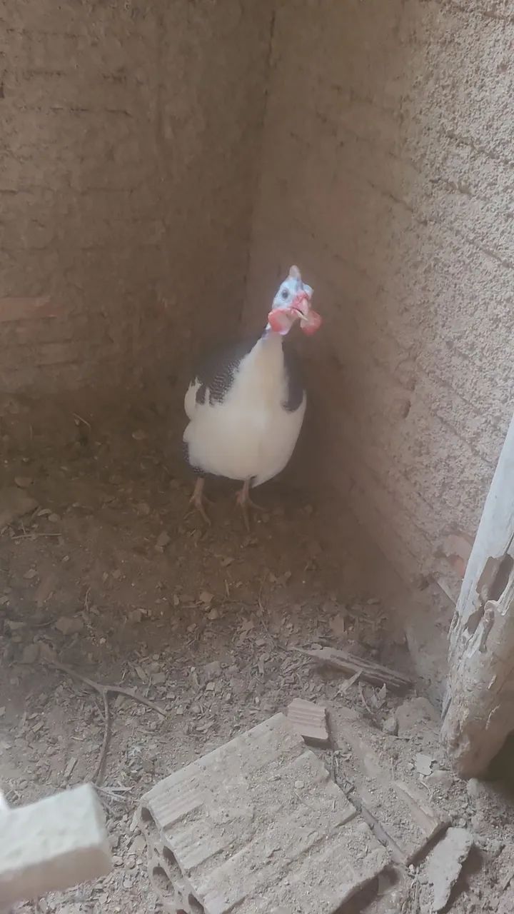 Angola 2 por 180 filhote 25 cd - Foto 3