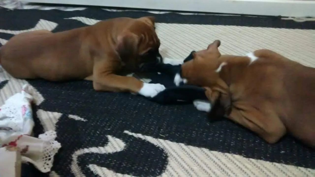 Boxer macho vacinados - Foto 4