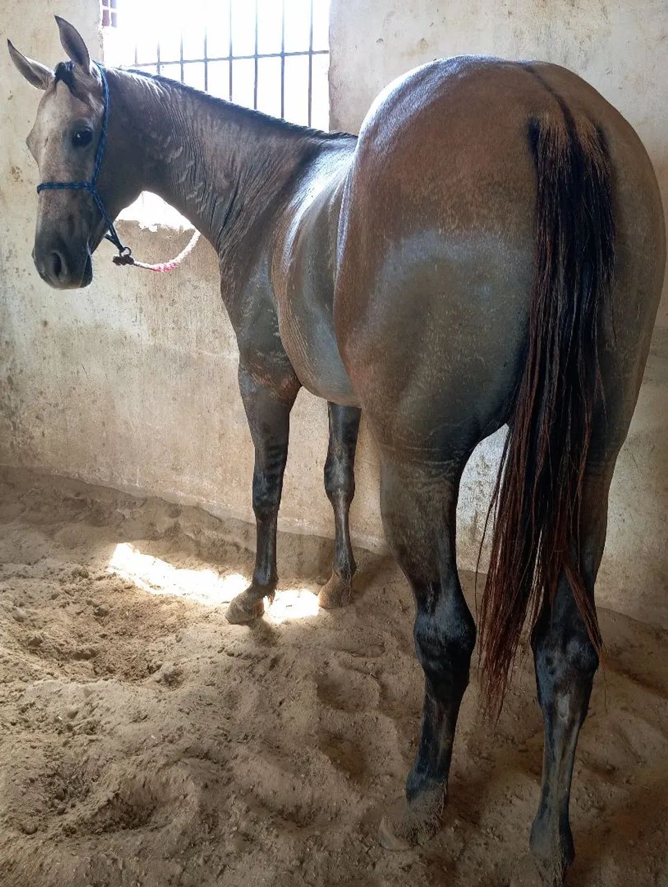 Potro Quarto de Milha  - Foto 2