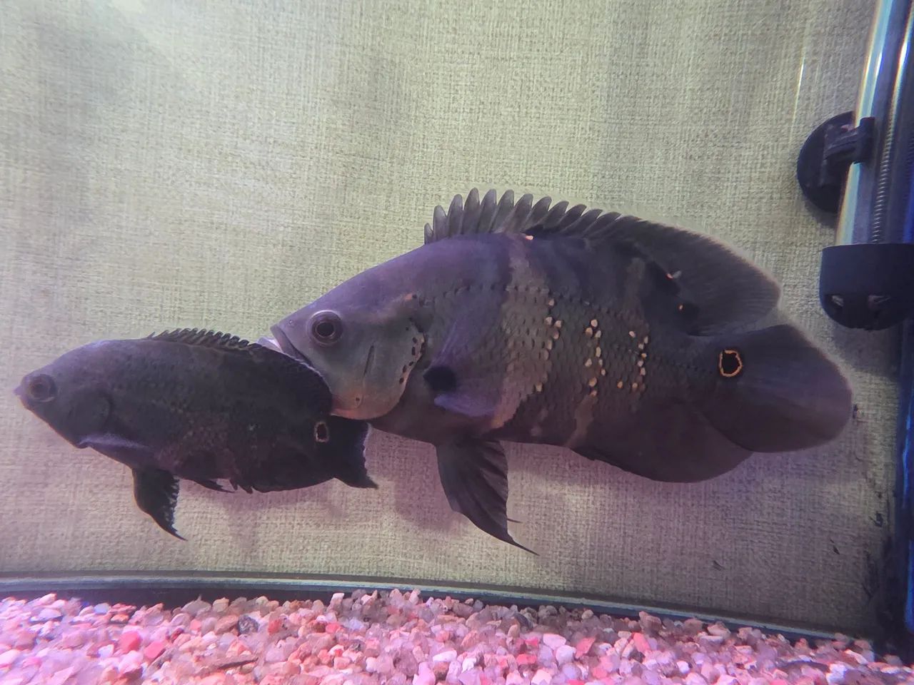 2 oscar  - Foto 2
