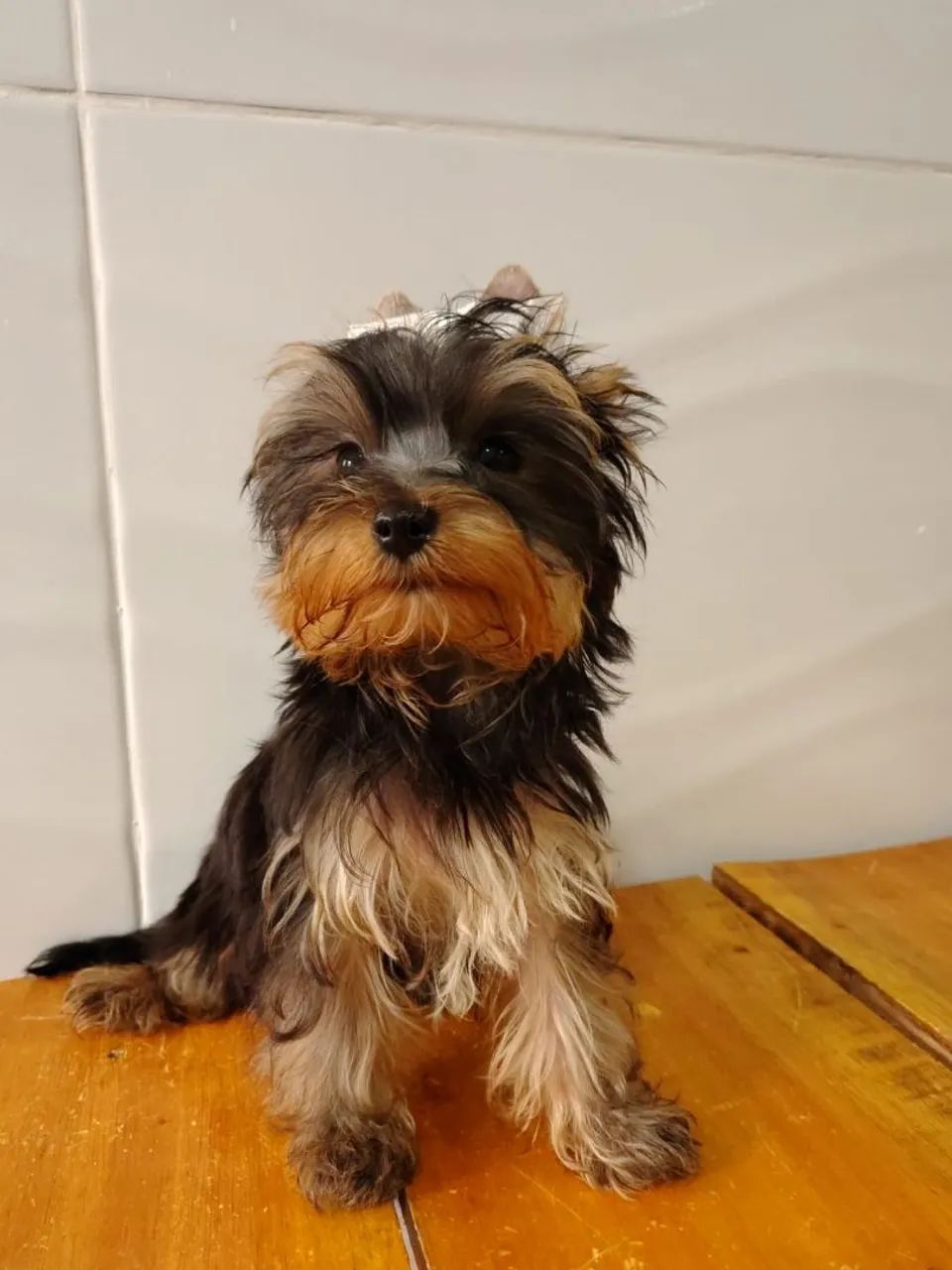 Filhote micro yorkshire terrier - Foto 3