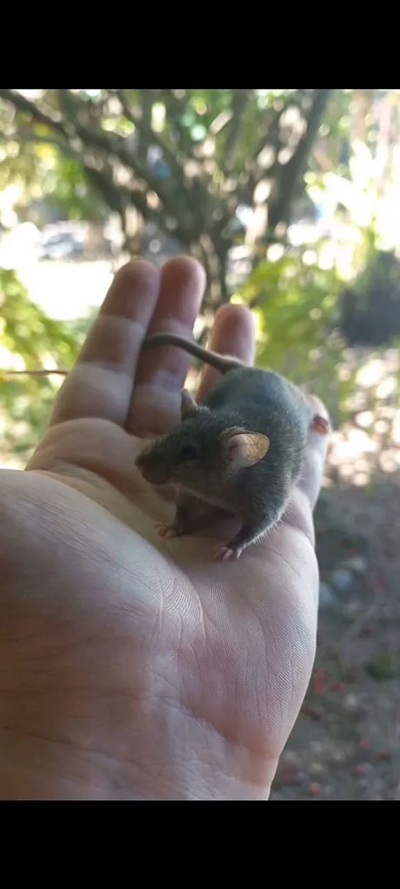 Camundongos filhotes e adultos - Foto 4