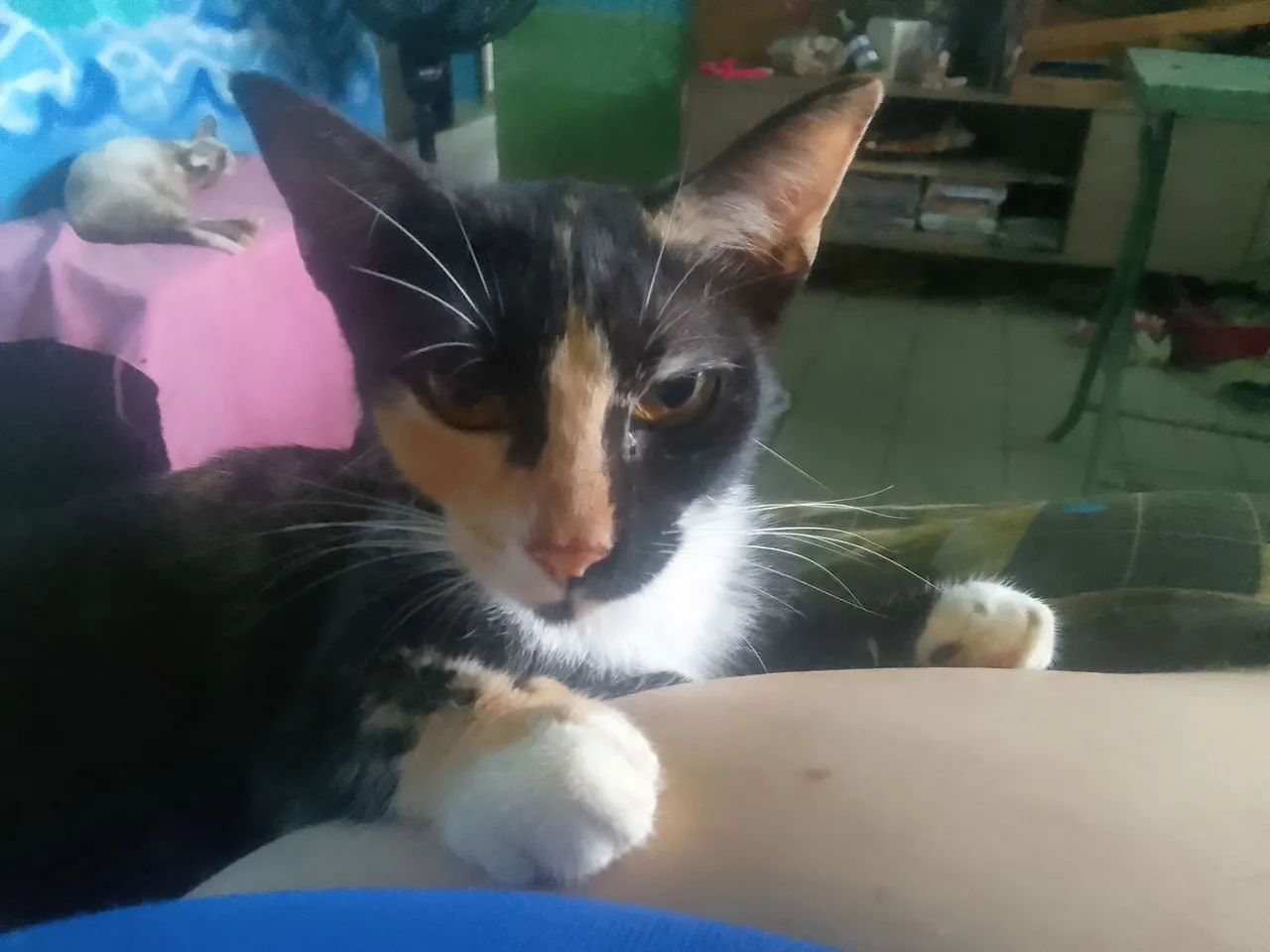 Gatinha para adoção responsável 